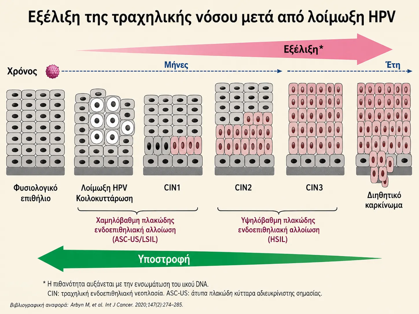Εξέλιξη των τραχηλικών αλλοιώσεων μετά από λοίμωξη HPV